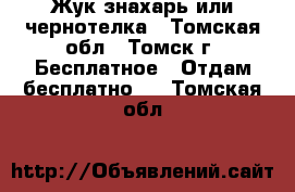 Жук знахарь или чернотелка - Томская обл., Томск г. Бесплатное » Отдам бесплатно   . Томская обл.